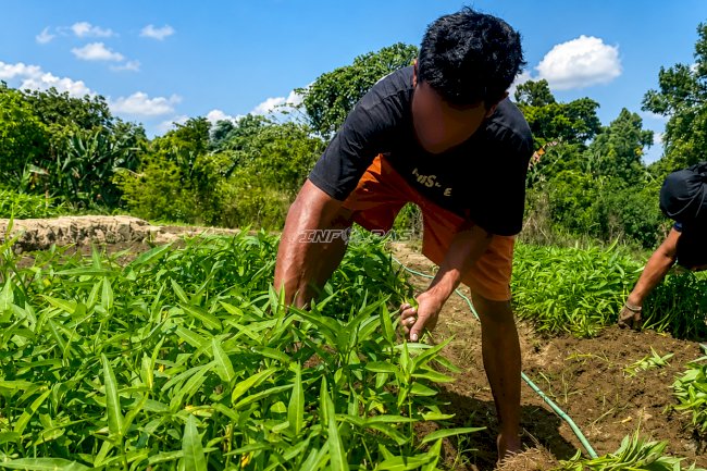 Lapas Tanjungpandan Panen 20 Kilogram Kangkung dari SAE