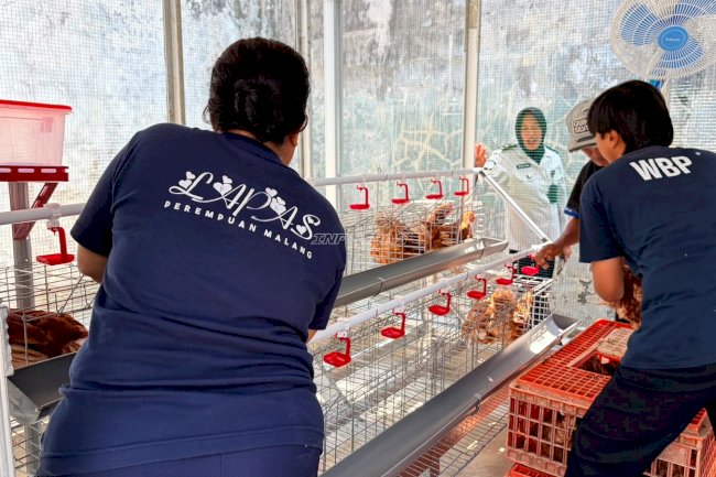50 Ayam Petelur Perkuat Program Ketahanan Pangan Lapas Perempuan Malang