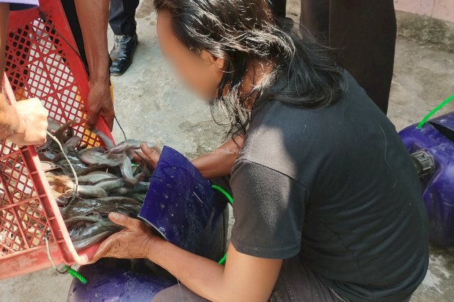 Lapas Brebes Panen 220 Kilogram Lele Hasil Budidaya Warga Binaan