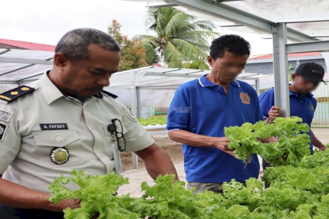 Lapas Ambon Panen Selada, Wujud Nyata Dukung Kemandirian Pangan