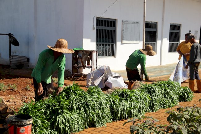 Panen 300 Ikat Kangkung, Rutan Pelaihari Buktikan Pembinaan Produktif Bernilai Ekonomi