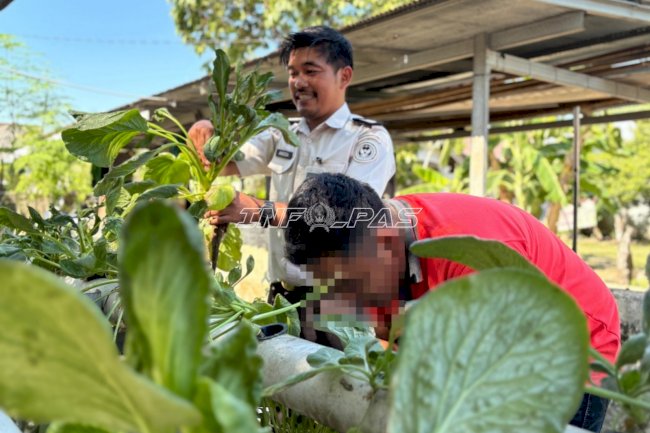 Panen Sawi Petugas bersama Warga Binaan, Rutan Rantau Optimalkan Lahan SAE untuk Pembinaan Kemandirian
