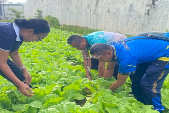 Lapas Saumlaki Panen Sawi, Wujud Nyata Pembinaan Kemandirian Warga Binaan