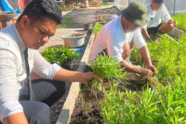 Lapas Banjarmasin Panen 40 Kilogram Kangkung di SAE 1