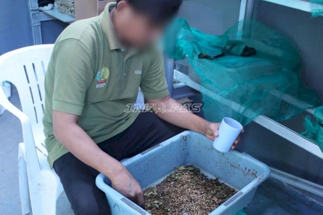 Lapas Banjarmasin Optimalkan Budidaya Maggot Dukung Ketahanan Pangan dan Pembinaan Kemandirian Warga Binaan