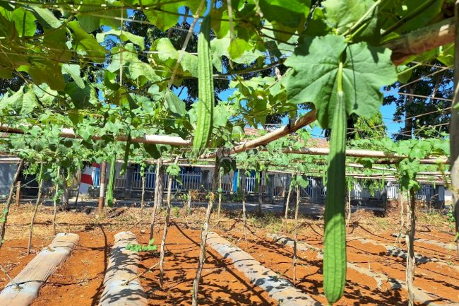 Rutan Pelaihari Panen 13 Kilogram Gambas dari Kebun SAE