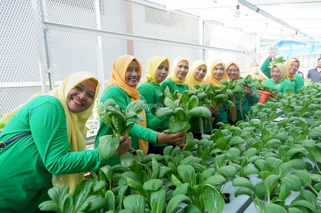 Panen 20 Kilogram Pakcoy, Lapas Narkotika Pangkalpinang Perkuat Ketahanan Pangan