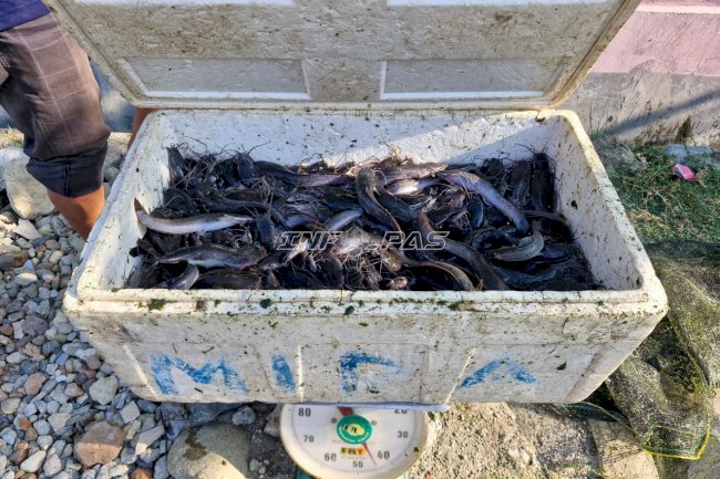 Rutan Donggala Panen 40 Kilogram Ikan Lele Hasil Budidaya Warga Binaan