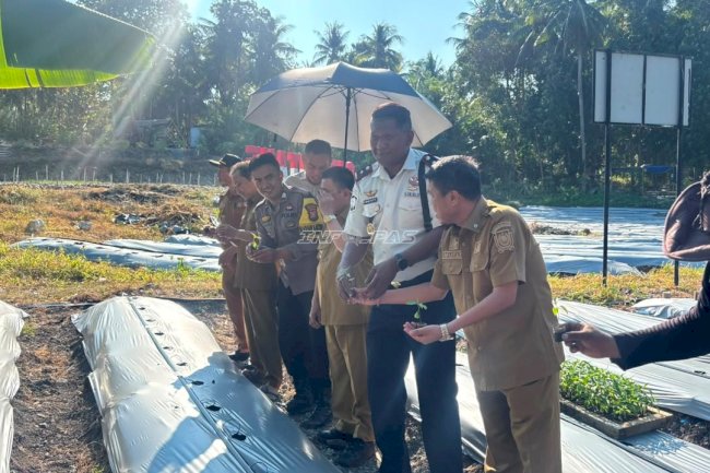 Kembangkan Lahan SAE, Rutan Majene Tanam 2.000 Pohon Cabai