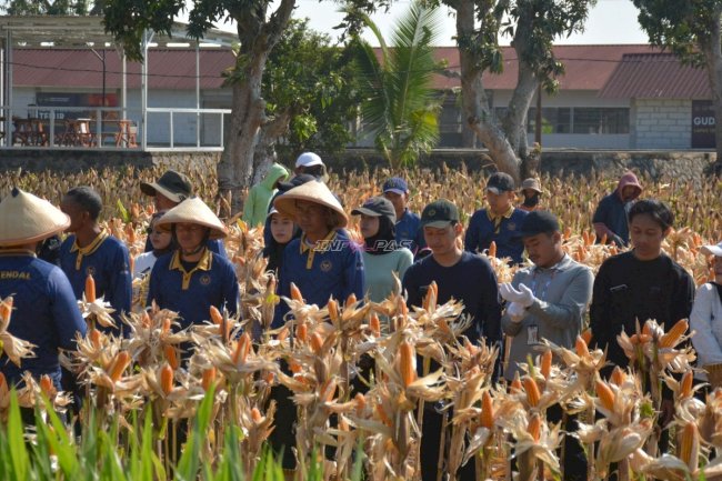 Panen Perdana Jagung Hibrida, Lapas Terbuka Kendal Raih Hasil Dua Ton