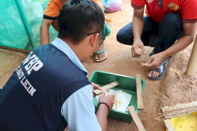Dari Budidaya, Lapas Batulicin Panen 12 Gram Maggot Produktif