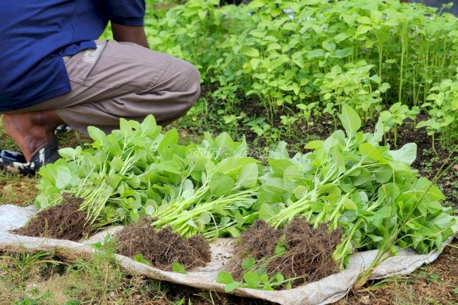 Warga Binaan Lapas Tual Panen 23 Kg Bayam Berkualitas dari Program Kegiatan Kerja