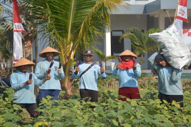 Tanaman Usia 49 Hari Mulai Produktif, Lapas Terbuka Kendal Panen Perdana Terung Ungu 