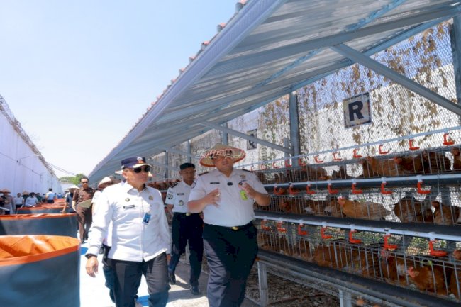 SAE Lapas Pemuda Madiun Kembangkan 1.000 Ayam Petelur, Peternakan Kambing, dan Kolam Lele