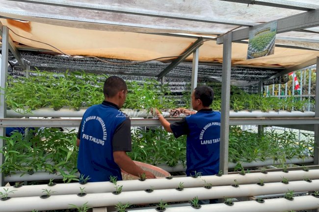 Lapas Tanjung Panen 15 Kilogram Kangkung, Perkuat Program Kemandirian Warga Binaan