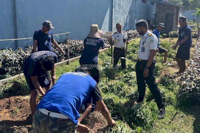 Ditanam dengan Tekun, Dipanen dengan Bangga, Lapas Narkotika Karang Intan Petik 13 Kg Ubi Jalar Merah