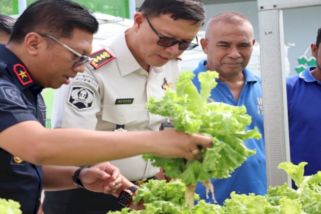Panen 27 Ikat Selada Hidroponik, Lapas Ambon Dukung Kemandirian Pangan