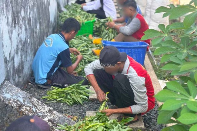 Optimalkan Lahan Pertanian, Rutan Marabahan Panen Beragam Sayuran