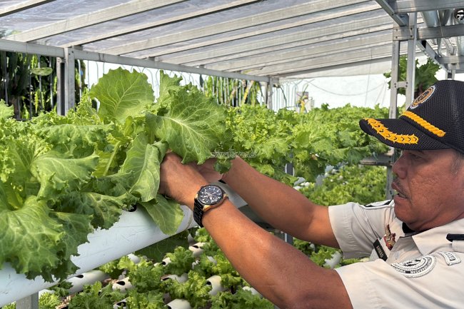Panen 40 Ikat Selada Hidroponik, Lapas Kotabaru Dorong Warga Binaan Terampil Bertani Modern