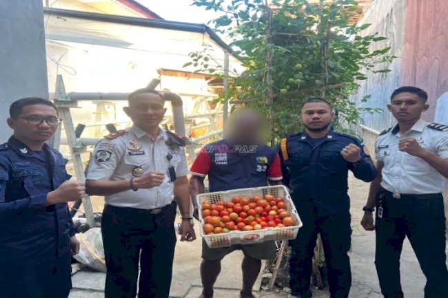 Berbuah Merah di Tengah Kemarau, Lapas Wahai Konsisten Panen Tomat