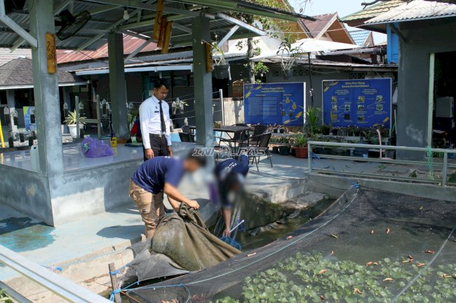 Hasil Budidaya Terserap, SAE 2 Lapas Banjarmasin Panen 11 Kg Lele