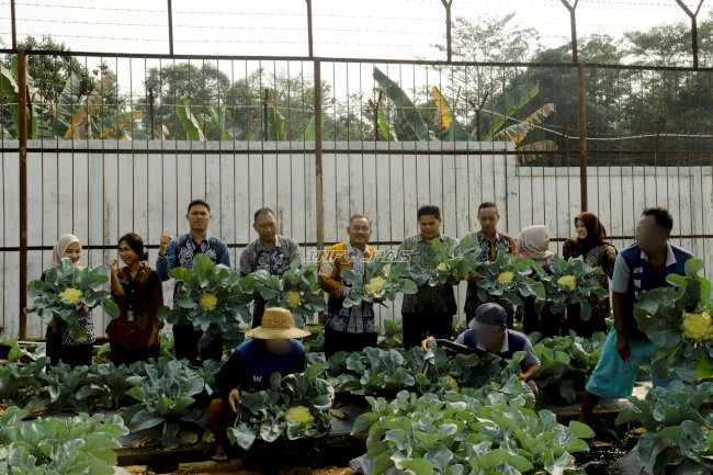 Lapas Tanjung Panen 30 Kilogram Kembang Kol Hasil Program Pembinaan Kemandirian