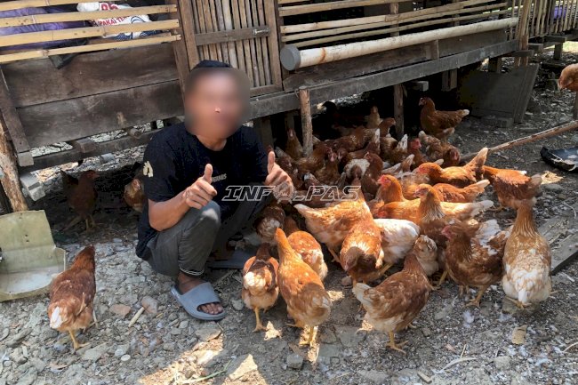 Bapas Amuntai Dorong Mantan Klien Tak Menyerah, Kini Tekuni Budidaya Ayam Petelur