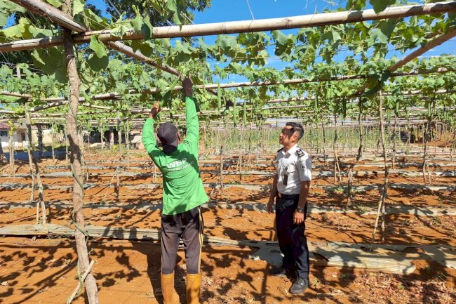 Rutan Pelaihari Kembali Panen 30 Kilogram Gambas dari Kebun SAE
