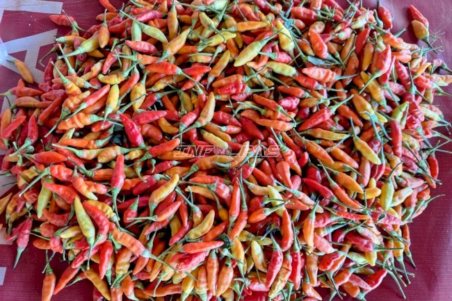 Produktif di Kebun SAE, Warga Binaan Rutan Pelaihari Panen 4 Kg Cabai