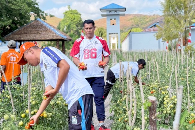 Produktivitas Terjaga, Warga Binaan Lapas Namlea Kembali Panen Puluhan Kg Tomat