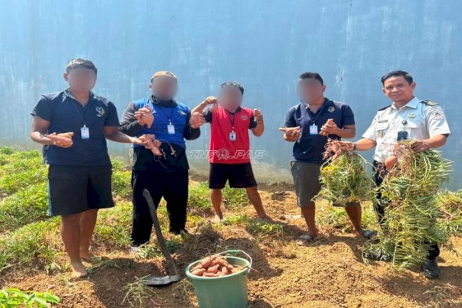 Panen 15 Kg Ubi Jalar, Lapas Narkotika Karang Intan Wujudkan Hasil Nyata Pembinaan Kemandirian