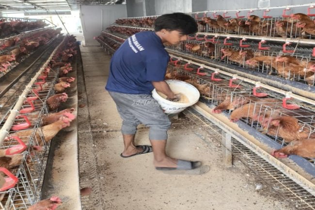 Panen Ratusan Telur per Hari, Lapas Kelas I Cipinang Bangun Pembinaan Produktif dan Dukung Ketahanan Pangan
