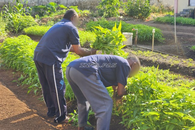 Warga Binaan Lapas Tual Sukses Panen 25 Kg Sayur Kangkung Segar