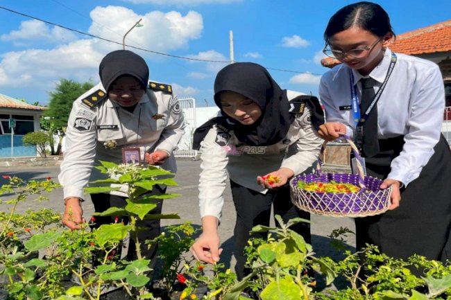 Panen Cabai Rawit dari Polybag, Wujud Produktivitas Lapas Surabaya