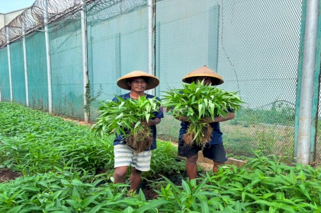 Mitra Bama Lapas Kelas I Cipinang Apresiasi Kualitas Hasil Panen Warga Binaan, Fresh dan Tak Kalah dari Pasaran