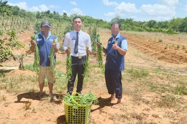 Kebun Pembinaan Berbuah Hasil, Warga Binaan Lapas Batulicin Petik 13 Kg Kacang Panjang