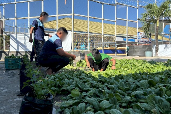 Lapas Luwuk Kembangkan Pertanian, Panen 25 Kg Pakcoy dari Lahan Terbatas