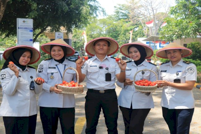Budidaya Berhasil, Panen Tomat di Lapas Pemuda Madiun Dukung Ketahanan Pangan