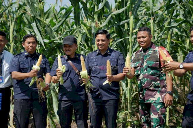Tak Hanya Jagung Manis, Lapas Kelas I Surabaya Panen Jagung Pulut di SAE 36