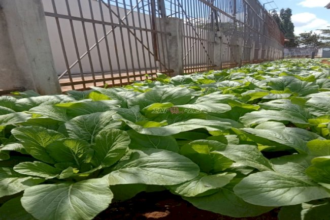 Rutan Pelaihari Panen 100 Ikat Sawi dari Lahan Brandgang 
