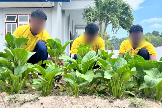 Hasil Nyata Ketahanan Pangan, Warga Binaan Lapas Namlea Panen 50 Ikat Sawit