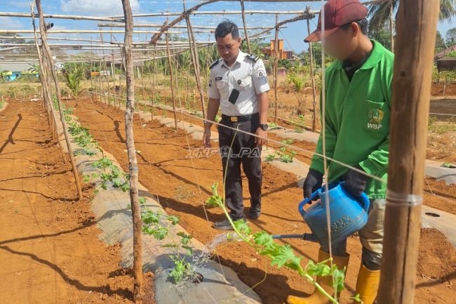 Hadapi Musim Kering, Rutan Pelaihari Intensifkan Perawatan Timun dan Pare