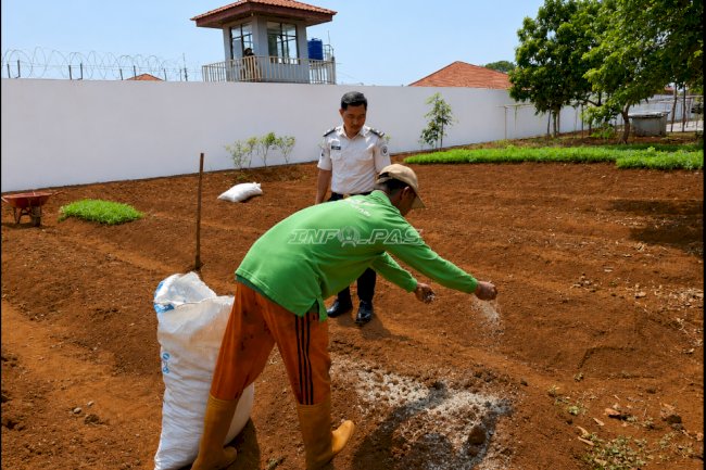 Dari Bibit Sawi, Warga Binaan Rutan Pelaihari Belajar tentang Proses dan Ketekunan