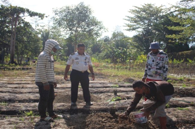 Tingkatkan Produktivitas Warga Binaan, Lapas Piru Tanam 100 Pohon Pepaya California
