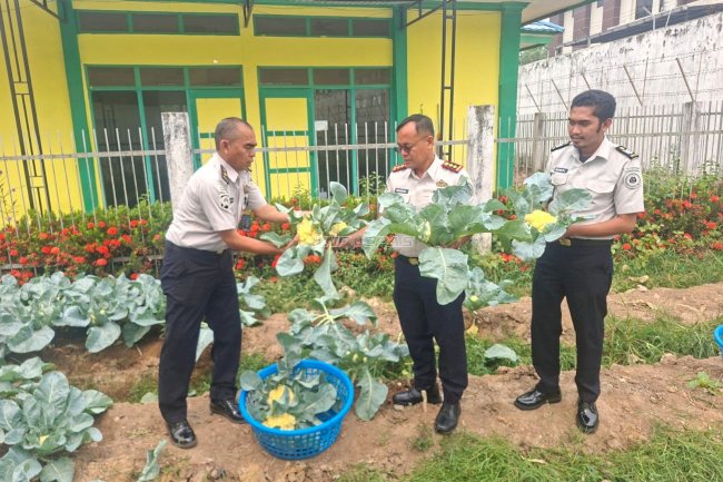 Rutan Barabai Panen 20 Kg Kembang Kol dan 6,5 Kg Tomat, Dorong Kemandirian Warga Binaan