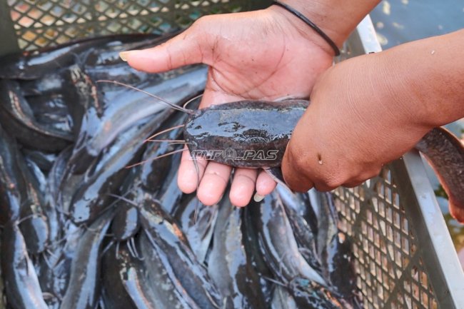 Pembinaan Kemandirian, Lapas Batulicin Panen 50 Kg Kangkung dan 51 Kg Lele