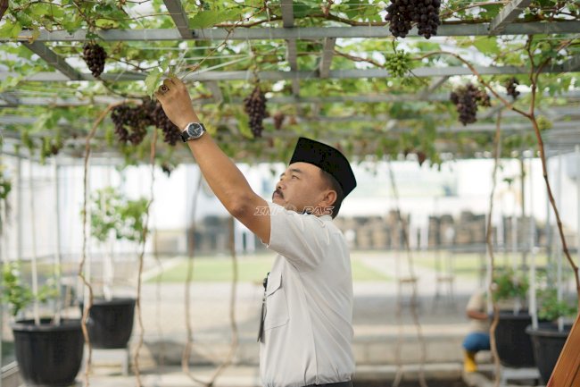 Panen Anggur di Lapas Surabaya, Buah Manis dari Program Pembinaan