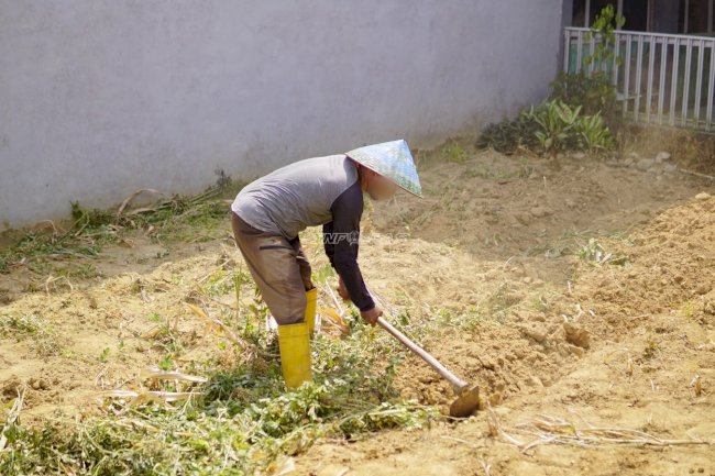 Lapas Pangkalpinang Sulap Lahan Marginal Jadi Lahan Pertanian