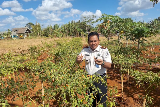 Panen 3,2 Kilogram Cabai, Rutan Pelaihari Dorong Kemandirian Pangan dari Kebun SAE