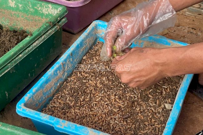 Lapas Batulicin Kembangkan Budidaya Maggot BSF, Siapkan Pupa sebagai Calon Indukan